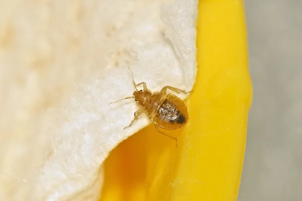 A Bed Bug Nymph — Stock Photo, Image