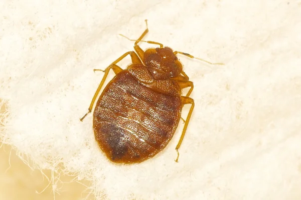Μια στενή επάνω φωτογραφία ένα bug κρεβάτι — Φωτογραφία Αρχείου