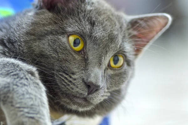 Gri kedi güzel gözlü