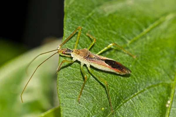 Bir suikastçı hata bir makro fotoğraf