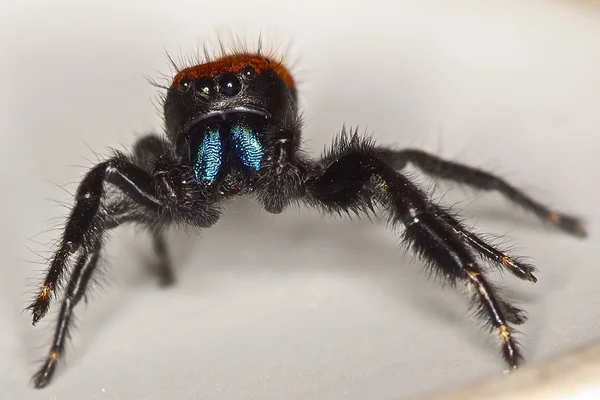 Uma Aranha Assustada — Fotografia de Stock