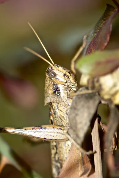 Bir çim hopper bir close-up