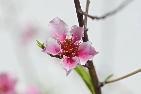 Bir şeftali çiçeği