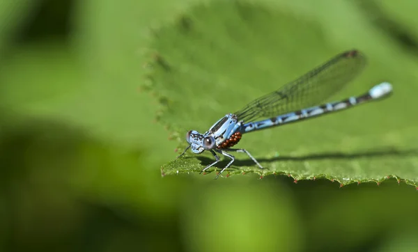 Küçük hanım su akarları ile uçmak