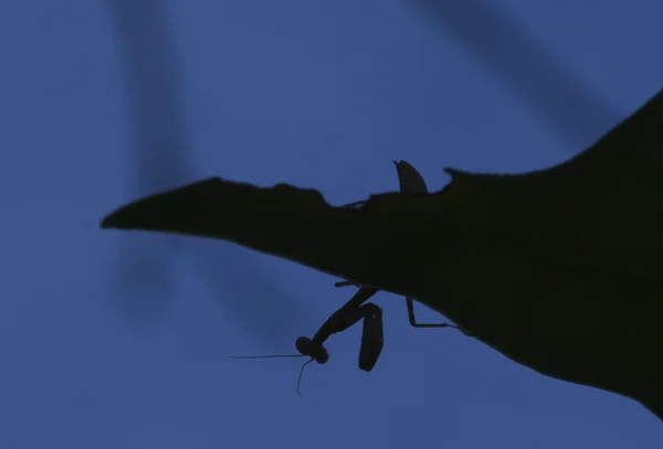 Bir peygamber devesi silüeti