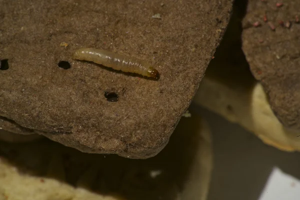 Hint yemeği güve Larva