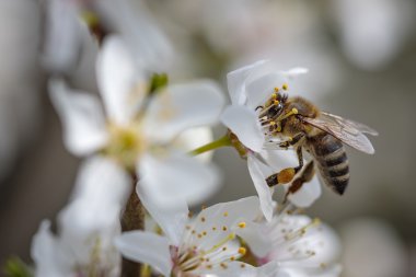 Arı polen ve nektar toplama bir bahar çiçek