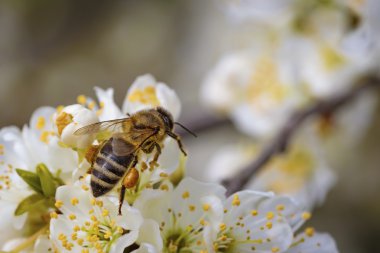 Polen Arı'nın bacak bahar çiçek