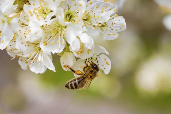 Пчела на весеннем цветке, собирающая пыльцу и нектар — стоковое фото
