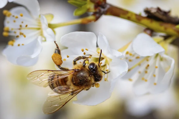 Abeille sur une fleur de printemps recueillant pollen et nectar — Photo