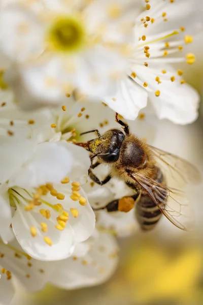 Abeille sur une fleur de printemps recueillant pollen et nectar — Photo