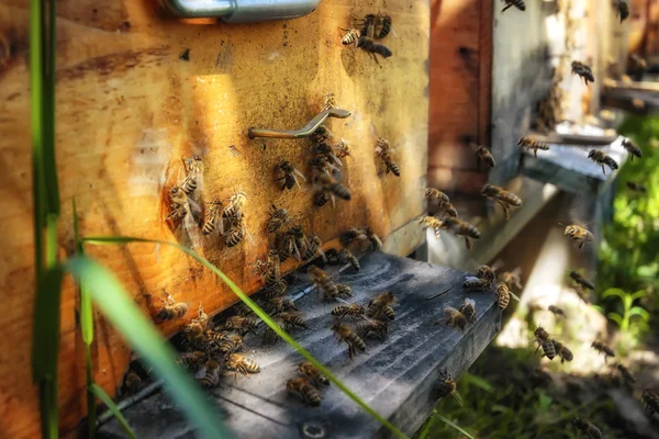 Colmeias em um apiário com abelhas voando para as tábuas de pouso em um g — Fotografia de Stock