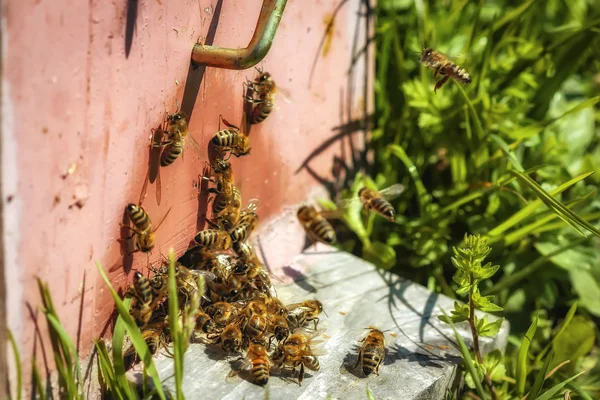 Hives in an apiary with bees flying to the landing boards in a g — Stock Photo, Image