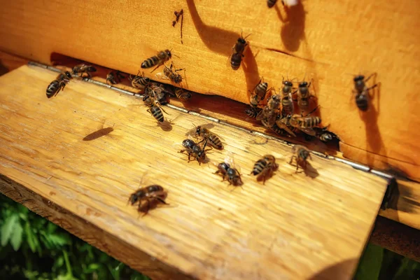 Ульи в апиаре с пчелами, летящими к посадочным платформам в г — стоковое фото