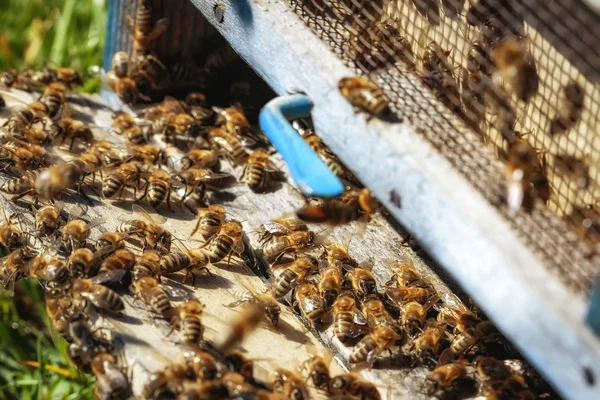 Bijenkorven in een bijenteelt met bijen, vliegen naar de landing platen in een g — Stockfoto