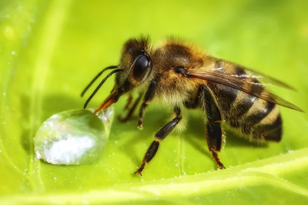 Макрозображення бджоли, що п'є краплю води з зеленого листа — стокове фото