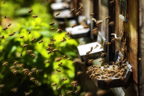 Hives in an apiary with bees flying to the landing boards in a g — Stock Photo, Image