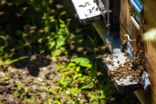 Κυψέλες σε ένα μελισσοκομείο με μέλισσες που εκτελούν πτήσεις προς τα διοικητικά συμβούλια προσγείωση σε ένα g — Φωτογραφία Αρχείου