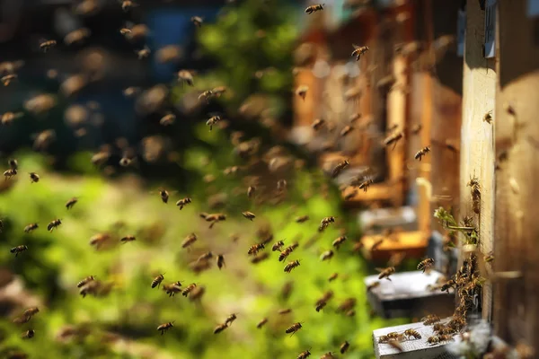 Colmeias em um apiário com abelhas voando para as tábuas de pouso em um g — Fotografia de Stock