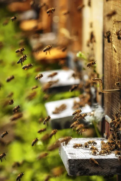 Hives in an apiary with bees flying to the landing boards in a g — Stock Photo, Image