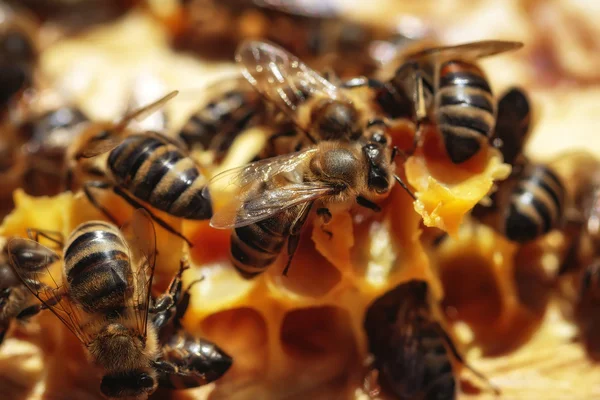 Las abejas sanas de miel en el marco — Foto de Stock
