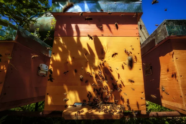 Colmeias em um apiário com abelhas voando para as tábuas de pouso em um g — Fotografia de Stock