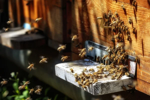 Hives in an apiary with bees flying to the landing boards in a g — Stock Photo, Image