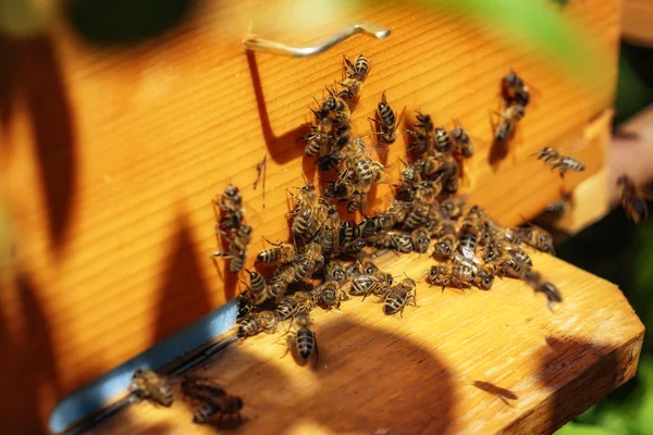 Bienenstöcke in einem Bienenhaus mit Bienen, die in einem g — Stockfoto
