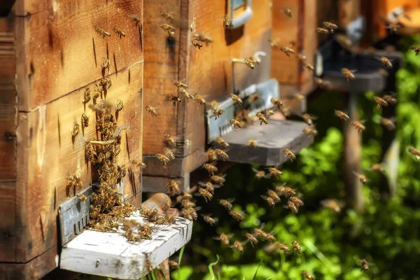 Hives in an apiary with bees flying to the landing boards in a g — Stock Photo, Image