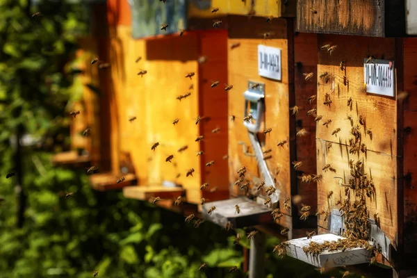 Urticaria en un colmenar con abejas volando a las tablas de aterrizaje en un g —  Fotos de Stock