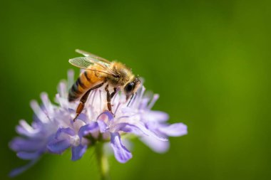 Bahar çiçeğinin üzerindeki arı vahşi doğada polen ve nektar topluyor.