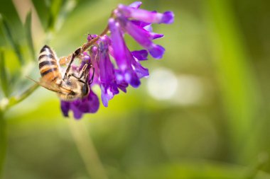 Mor çiçekte bir arı kovan için polen ve nektar topluyor.