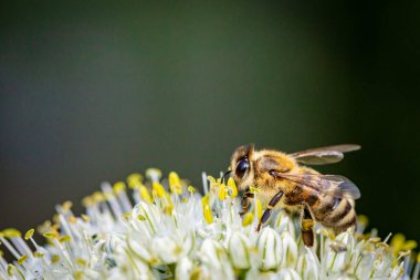 Beyaz soğan çiçeğinin üzerindeki bir arı kovan için polen ve nektar topluyor.