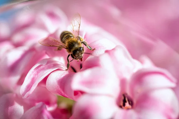 Abeille Sur Une Fleur Printemps Récoltant Pollen Nectar Dans Nature — Photo