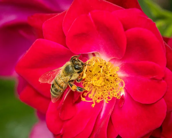 Pszczoła Różanym Pyłku Zbierającym — Zdjęcie stockowe