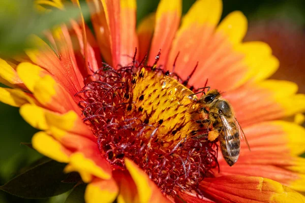 Bee Orange Flower Collecting Pollen Nectar Hive — Stock Photo, Image