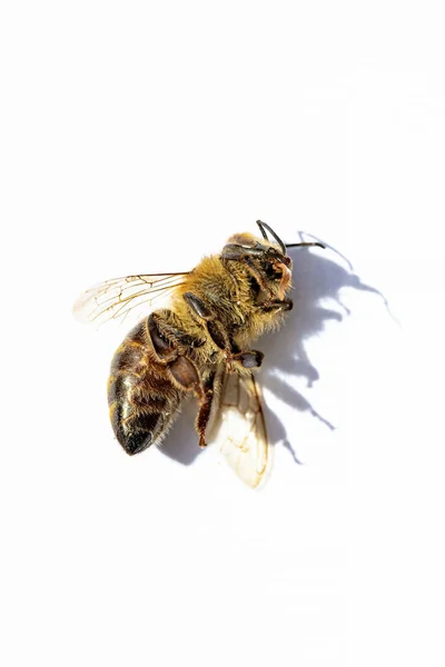 Makro Obraz Martwej Pszczoły Białym Tle Ula Upadku Nękany Przez — Zdjęcie stockowe
