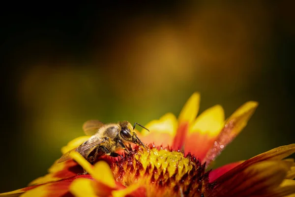 Včela Oranžovém Květu Sbírá Pyl Nektar Pro — Stock fotografie