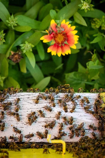 Abeilles Entrant Dans Ruche Après Avoir Recueilli Pollen Nectar — Photo