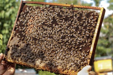 Sağlıklı bal arı çerçeveyi holding apiarist arılarla kaplı ve