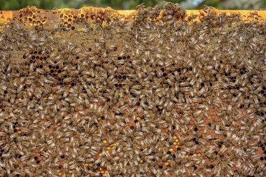 Sağlıklı bal arı çerçeve arılarla kaplı, larva hücreleri şapkalı bir