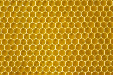 Saf arı balmumu yapılmış bir doğal Petek, yakın çekim