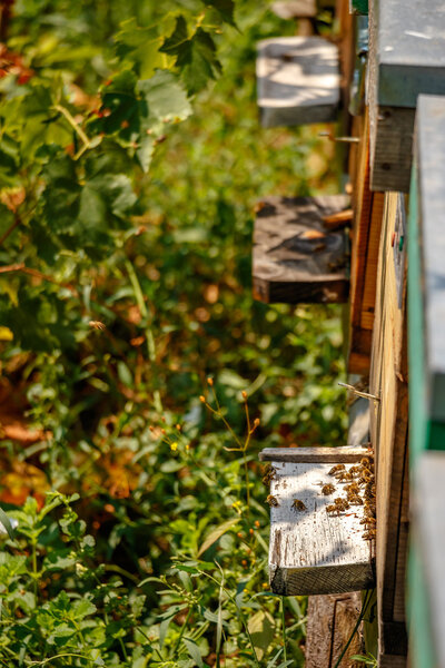 Hives in an apiary with bees flying to the landing boards in a g