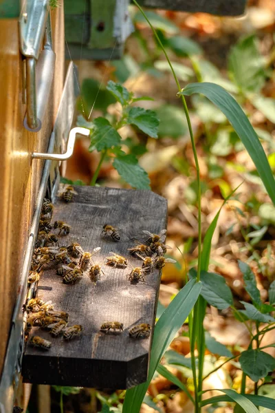 Ruche dans un rucher avec des abeilles volant vers la piste d'atterrissage dans un gar — Photo