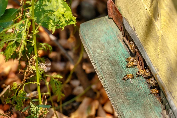 Colmeia em um apiário com abelhas voando para a placa de pouso em um gar — Fotografia de Stock