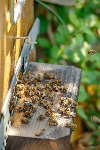 Colmeia em um apiário com abelhas voando para a placa de pouso em um gar — Fotografia de Stock