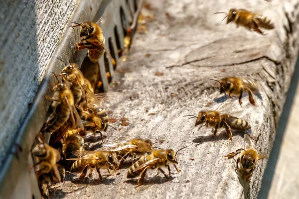 Colmeia em um apiário com abelhas voando para a placa de pouso em um gar — Fotografia de Stock