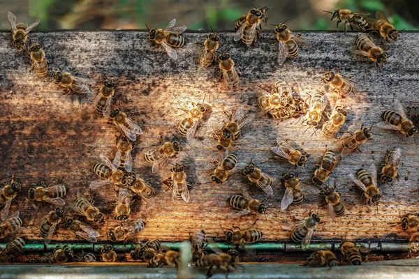 ガーのリンク先の掲示板に飛ぶミツバチのハイブは、養蜂場で — ストック写真