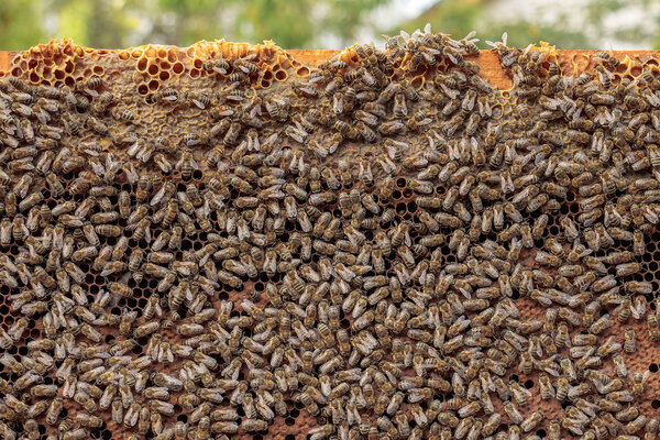 Healthy honey bee frame covered with bees, capped larvae cells a