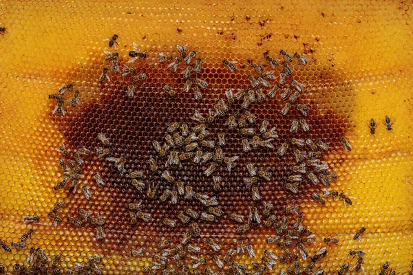 Marco de abeja de miel de una colmena con cubierta de trastorno de colapso de colonia —  Fotos de Stock